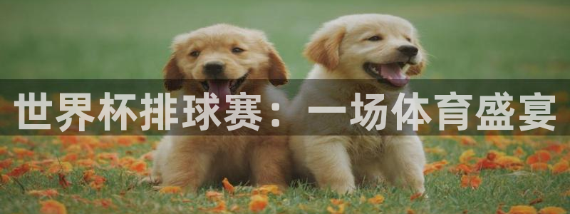世界杯球队：世界杯排球赛：一场体育盛宴